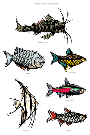 A vector illustration group of six tropical fish from the Amazon region. Image is in a woodcut / linoleum cut style. Armored catfish, piranha, lemon tetra, angelfish, neon tetra, bloodfin.のイラスト素材
