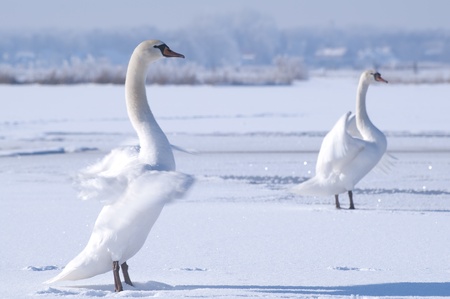 Two white swans performing a ballet on a snowy, frozen lake.の写真素材