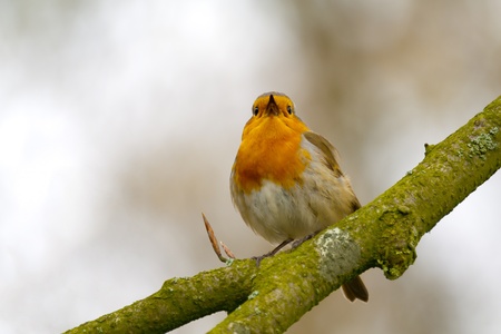 Red Robin singing a song on a branch.