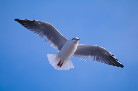 Closeup of a flying seagullの写真素材