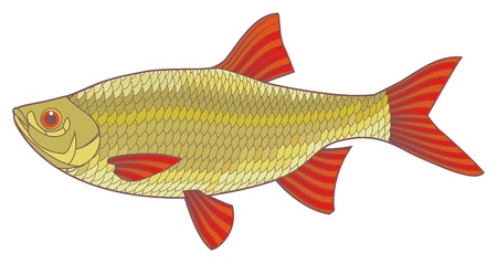 Fish illustration  Scardinius erythrophthalmus のイラスト素材