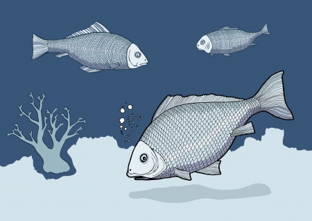 Blue fish vectorのイラスト素材