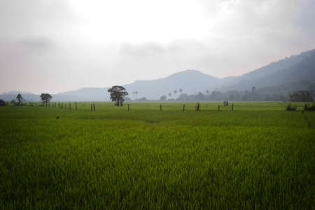 goan rice fieldの写真素材