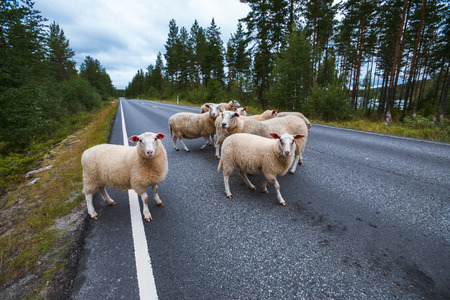 Flock of sheep on road in mountains of Scandinavia in summerの写真素材