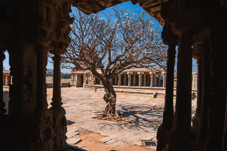 Old tree in the courtyard of indian Vittala temple ancient ruins in Hampi, Karnatakaの写真素材
