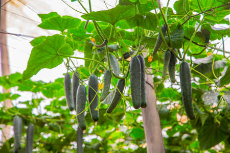 Greenhouse green cucumbers in hothouseの写真素材