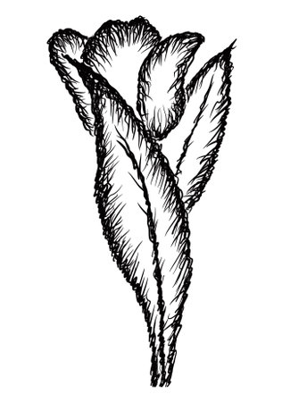 Tulip, vintage line drawing or engraving illustration.のイラスト素材