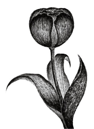 This illustration represents Tulip, vintage line drawing or engraving illustration.のイラスト素材