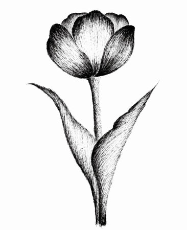 Tulip, vintage line drawing or engraving illustration.のイラスト素材
