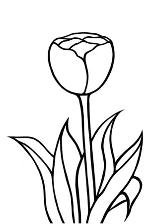 Tulip flower. Black and white vector illustration isolated on white background.のイラスト素材