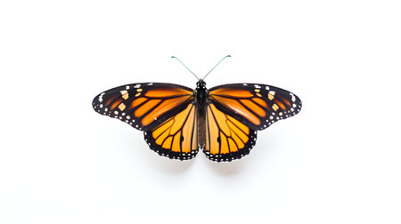 Photo of a monarch butterly on white backgroundの素材