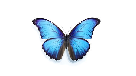 Photo of a Blue Morpho Butterfly on white backgroundの素材