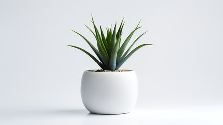 Photo of agave in minimalist pot as houseplant for home decoration isolated on white backgroundの素材