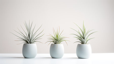 Potted plant isolated on white background. 3d render illustration.の素材