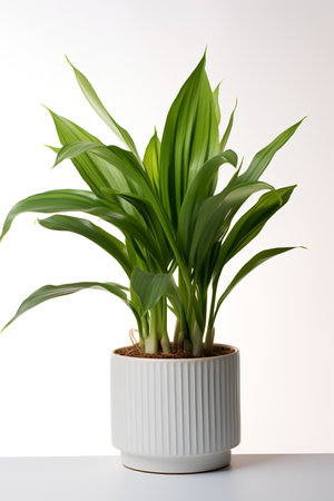 Photo of aspidistra elatior in minimalist pot as houseplant for home decoration isolated on white backgroundの素材