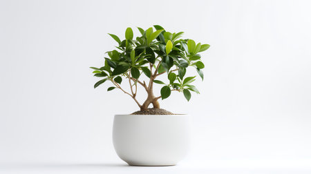 Photo of banyan in minimalist pot as houseplant for home decoration isolated on white backgroundの素材