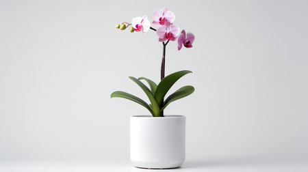 Photo of orchid in minimalist pot as houseplant for home decoration isolated on white backgroundの素材