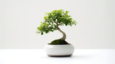 bonsai tree in a pot on a white background with space for textの素材