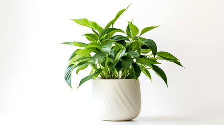 Photo of anubias  in minimalist pot as houseplant for home decoration isolated on white backgroundの素材