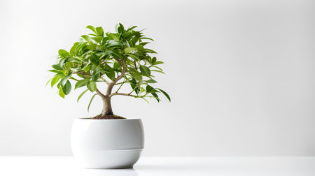 Photo of banyan in minimalist pot as houseplant for home decoration isolated on white backgroundの素材