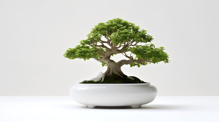 Bonsai tree in a pot on white background. Isolatedの素材