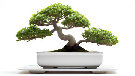 Bonsai tree in a pot isolated on a white background.の素材