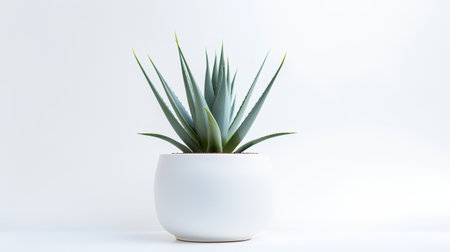 Photo of agave in minimalist pot as houseplant for home decoration isolated on white backgroundの素材