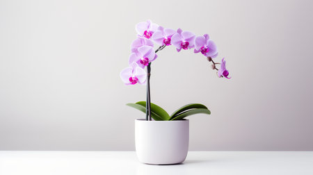 Photo of orchid in minimalist pot as houseplant for home decoration isolated on white backgroundの素材