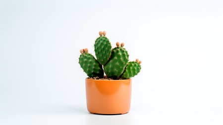 Photo of cactus in minimalist pot as houseplant for home decoration isolated on white backgroundの素材