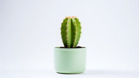 Photo of cactus in minimalist pot as houseplant for home decoration isolated on white backgroundの素材