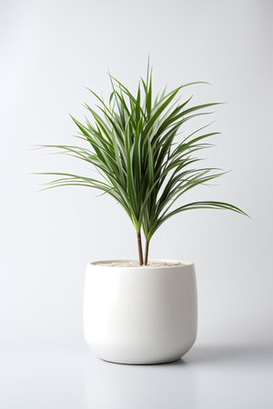 Photo of Dracaena_marginata in minimalist pot as houseplant for home decoration isolated on white backgroundの素材