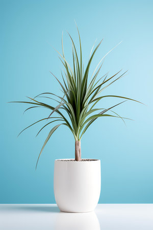 Photo of Dracaena_marginata in minimalist pot as houseplant for home decoration on white table isolated on blue backgroundの素材