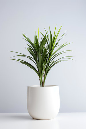 Photo of Dracaena_marginata in minimalist pot as houseplant for home decoration isolated on white backgroundの素材