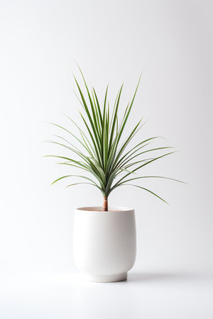 Photo of Dracaena_marginata in minimalist pot as houseplant for home decoration isolated on white backgroundの素材