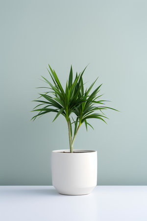 Photo of Dracaena_marginata in minimalist pot as houseplant for home decoration on white table isolated on pink backgroundの素材