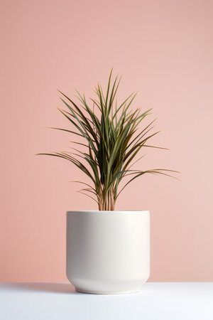 Photo of Dracaena_marginata in minimalist pot as houseplant for home decoration on white table isolated on blue backgroundの素材