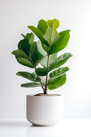 Photo of Ficus_lyrata in minimalist pot as houseplant for home decoration on white table isolated on white backgroundの素材