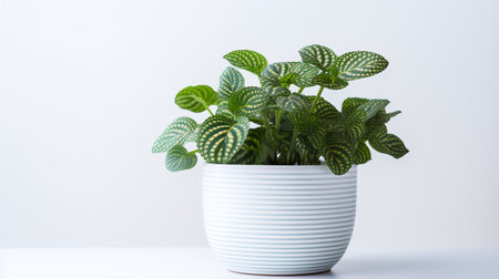 Photo of Fittonia in minimalist pot as houseplant for home decoration isolated on white backgroundの素材