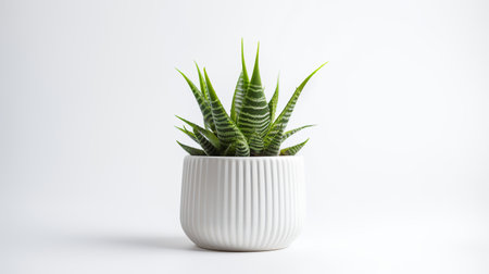Photo of Haworthia in minimalist pot as houseplant for home decoration isolated on white backgroundの素材