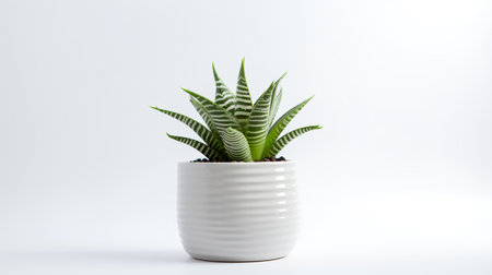 Photo of Haworthia in minimalist pot as houseplant for home decoration isolated on white backgroundの素材