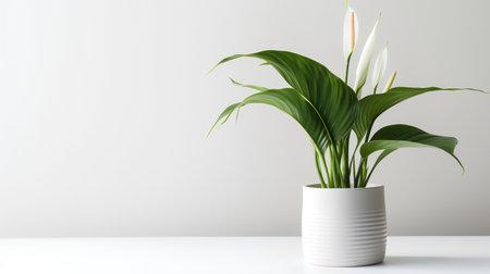 Photo of Peace_Lily in minimalist pot as houseplant for home decoration isolated on white backgroundの素材