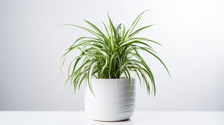 Photo of Spider_Plant in minimalist pot as houseplant for home decoration isolated on white backgroundの素材