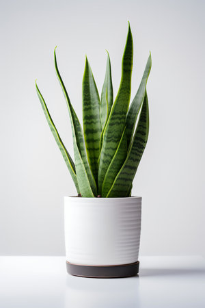 Photo of Sansevieria_trifasciata in minimalist pot as houseplant for home decoration isolated on white backgroundの素材
