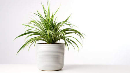 Photo of Spider_Plant in minimalist pot as houseplant for home decoration isolated on white backgroundの素材