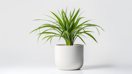 Photo of Spider_Plant in minimalist pot as houseplant for home decoration isolated on white backgroundの素材