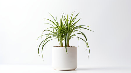 Photo of Spider_Plant in minimalist pot as houseplant for home decoration isolated on white backgroundの素材