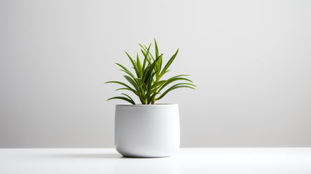 Photo of ornamental plant in minimalist pot as houseplant for home decoration isolated on white backgroundの素材