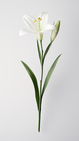 Photo of one stalk of lily flower isolated on white backgroundの素材