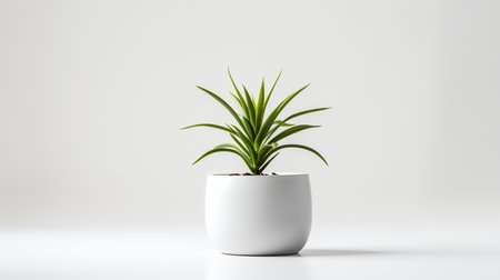 Photo of ornamental plant in minimalist pot as houseplant for home decoration isolated on white backgroundの素材