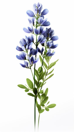 Photo of beautiful Baptisia flower isolated on white backgroundの素材